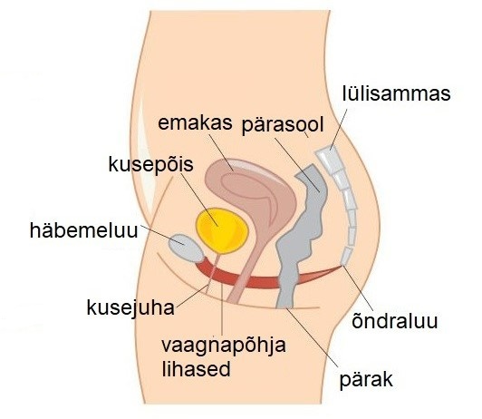 A diagram of the reproductive system</p>
<p>Description automatically generated