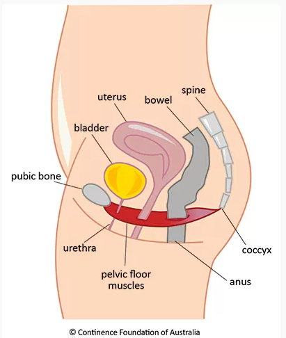 A diagram of the uterus</p>
<p>Description automatically generated