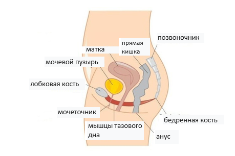 A diagram of a person's body</p>
<p>Description automatically generated