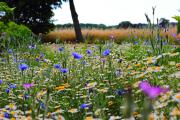midsummer
