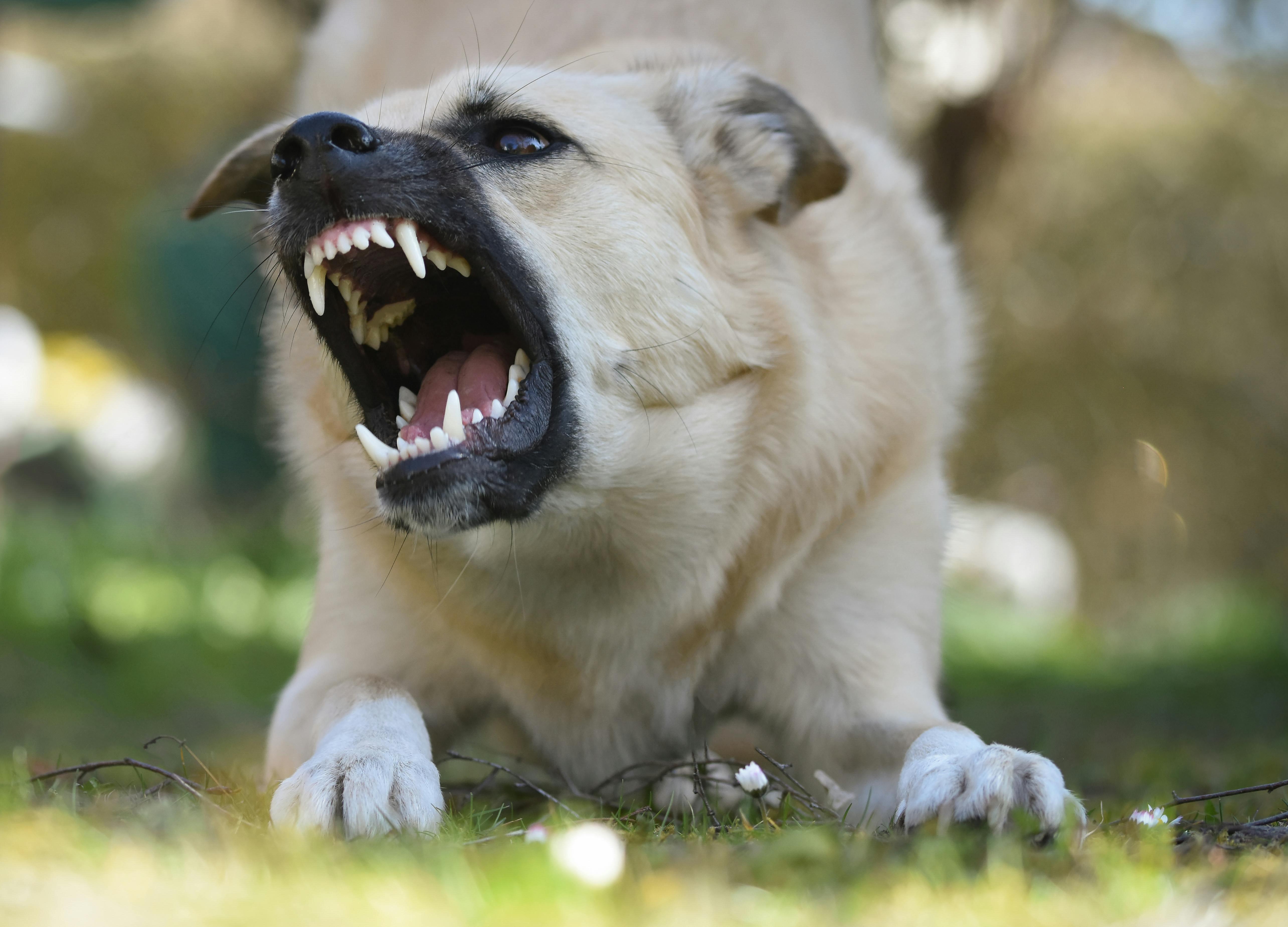 Angry dog